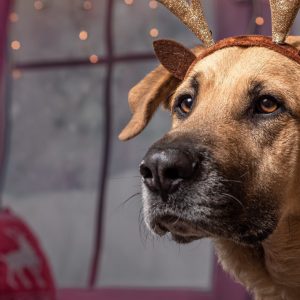 DecemberLIVE
