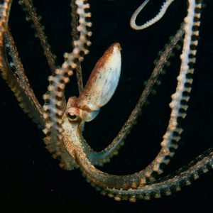 worlds within worlds