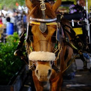 fixed point blindness