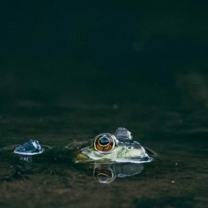 physical invisibility