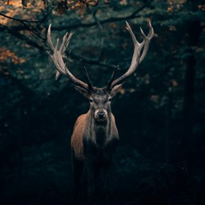 Myth meets invisibility