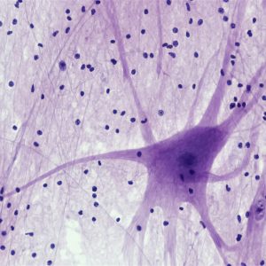 the physical pathways