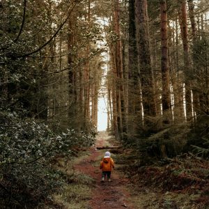 the wander paths revealed