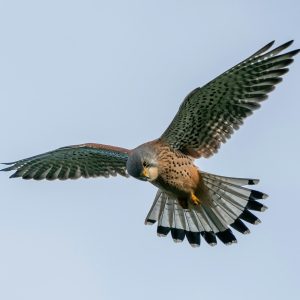 on the winds of creation